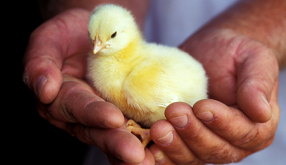 Zorabian Chicken - Order Fresh Chicken Online Antibiotic free - Hormone Free - Zorabian Chicken - Order Fresh Chicken Online