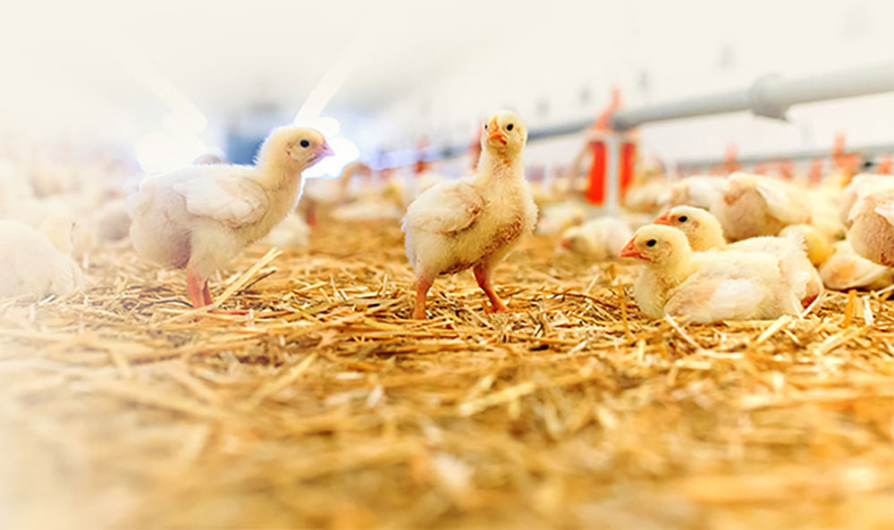A group of baby chicks standing and resting on straw bedding in a farm setting with a blurred background.