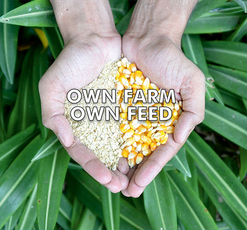 Own Farm Own Feed - Antibiotic free - Hormone Free - Zorabian Chicken - Order Fresh Chicken Online