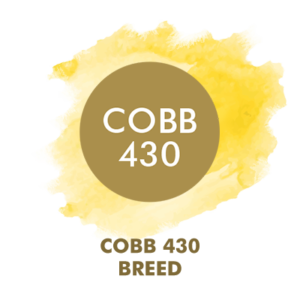 Cobb 430 Breed