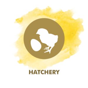 Hatchery